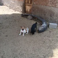 دوعدد طوله|سگ|آذرشهر, |دیوار