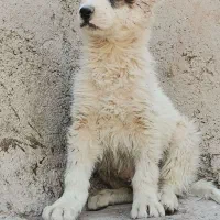 توله سگ افغان اصل