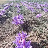 گل زعفران تربت حیدریه زاوه خریدمستقیم ازخودکشاورز|خوردنی و آشامیدنی|مشهد, رسالت|دیوار