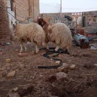 سلام بره نر چاق