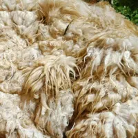 فروش پشم به صورت عمده و خرده