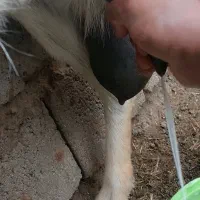 بز شیری|حیوانات مزرعه|جیرفت, |دیوار