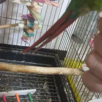 گرینچیک|پرنده|محمدشهر, شهرک پیام (مهرالبرز)|دیوار