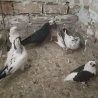 کبوتر یجایی