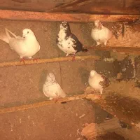 5عدد کبوتر|پرنده|مریوان, |دیوار