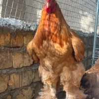 جوجه برهما زینتی|حیوانات مزرعه|اصفهان, ارغوانیه|دیوار