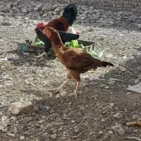 مرغ وخروس محلی|حیوانات مزرعه|رباطکریم, رباطکریم|دیوار