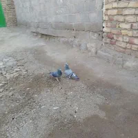 کبوتر مسافتی|پرنده|بجنورد, |دیوار