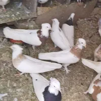 کبوتر طوقی هفت رنگ