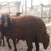 بره پرواری