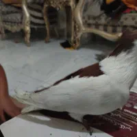 پشتدار|پرنده|اردبیل, |دیوار