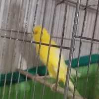 قناریه نر رسمی بلند مست|پرنده|کرج, گلشهر|دیوار