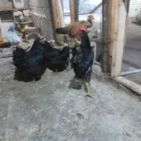 مرغ محلی اصل و کبوتر خوب|پرنده|چغادک, |دیوار