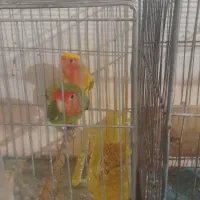 جفت کوتوله برزیلی مولد تاوان داده و۲ماده۱نر