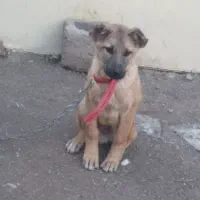 ۲ تا توله سگ سرابی