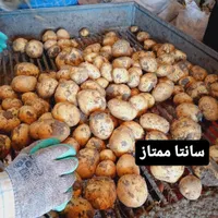 فروش100تن سیب زمینی درجه یک|اسکان اضطراری|همدان, |دیوار