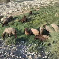 10راس میش جوان|حیوانات مزرعه|دهدشت, |دیوار
