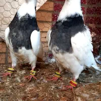 جوجه طوقی عروسک