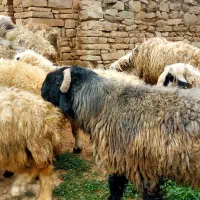 میش داشتی|حیوانات مزرعه|مسجد سلیمان, |دیوار