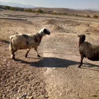 میش شهر کردی|حیوانات مزرعه|شیراز, ارم|دیوار
