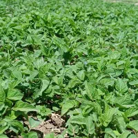 نشائ (شتل )تماته وفلفل  جوانرو ،روستای دهتوت