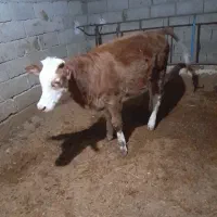 یک عددگوساله سیمنتال قرمز ماده|حیوانات مزرعه|کوهدشت, |دیوار