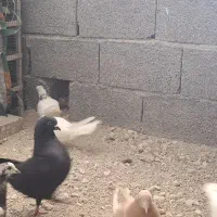 کبوتر معاوضه با طوطی برزیلی