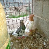 ۶جفت کفتر