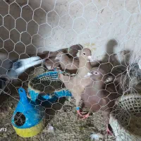 کفتر جفتگاه