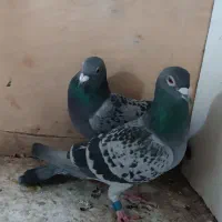 بدرنگ
