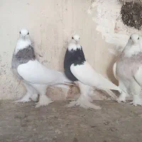 کبوتر طوقی  نر و ماده|پرنده|قم, کلهری|دیوار