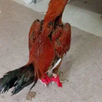 خروس لاری|حراج|تایباد, |دیوار