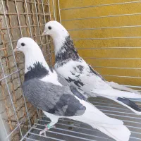 جفت کبوتر سرور دم سفیدوشازده سرور.|پرنده|یزد, |دیوار