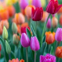 یک قطعه زمین ۲۰۰ متری شهرک فرهنگیان