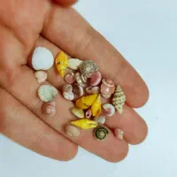 صدف فوق ریز و خوش‌رنگ لوازم رزین و گردنبند رزینی