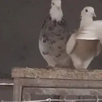 طوقی هفت رنگ ) تماس توضیحات|پرنده|قزوین, |دیوار