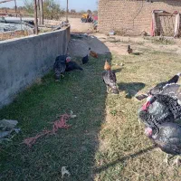 بوقلمون برنز|پرنده|دشتابی, |دیوار