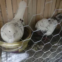 کفتر