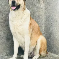 ماده الابای روسی