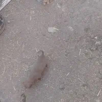 توله سگ پاکوتاه 3ماه|سگ|صائین قلعه, |دیوار