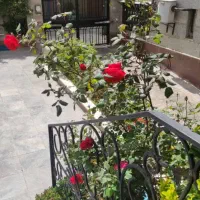۶۱متر / ۲خ/ فلکه اول تهرانپارس|فروش دفتر کار، اتاق اداری، مطب|تهران, تهرانپارس جنوبی|دیوار