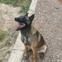 سگ مالینیوز