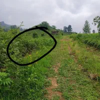 زمین در سطلسر لاهیجان|فروش زمین و ملک کلنگی|لاهیجان, لیل|دیوار