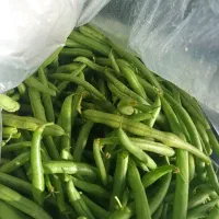 لوبیا چیتی و لوبیا سبز|خوردنی و آشامیدنی|قائم‌شهر, |دیوار