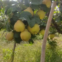 فروش به اصفهان