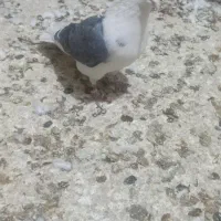 دوجفت ابلغ سبز درج یک دهن خورد