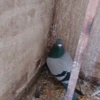 کبوتر مسافتی گرفتنی