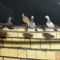 کفتر.  ریش رسم و پلاکی