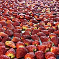 حراج میوه خشک پفکی فریز کف قیمت ازتولیدی