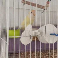 طوطی کوتوله|پرنده|مشهد, تلگرد|دیوار